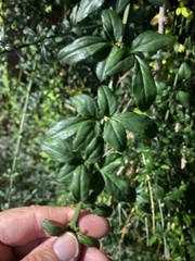 Cotoneaster × suecicus