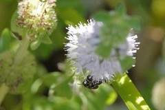 Hylaeus