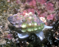 Vexillum cancellarioides