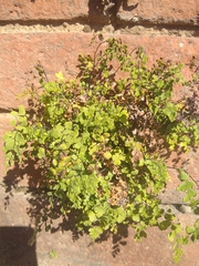 Adiantum capillus-veneris