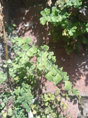 Adiantum capillus-veneris
