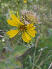 Silphium