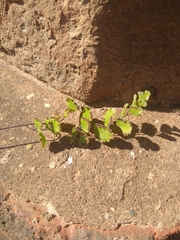 Adiantum capillus-veneris