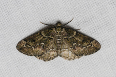 Cleorodes lichenaria