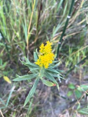 Solidago lepida