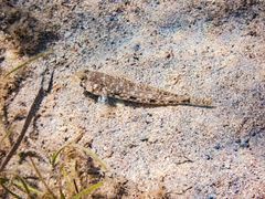 Gobius geniporus