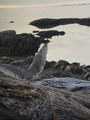 Larus glaucescens