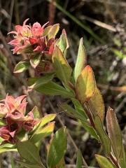 Ludwigia pilosa