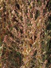 Suaeda calceoliformis