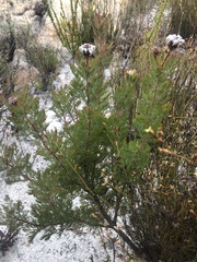 Serruria pedunculata