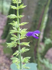 Salvia mexicana