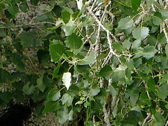 Populus × canescens