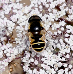 Eristalis hirta