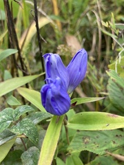 Gentiana × billingtonii