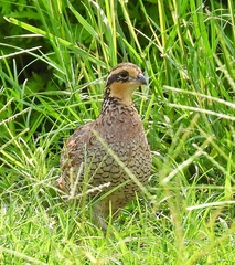 Colinus virginianus