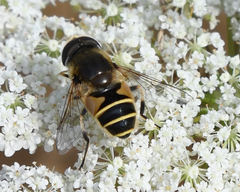Eristalis hirta