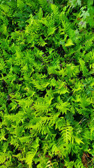 Woodwardia areolata