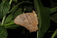 Melanitis leda