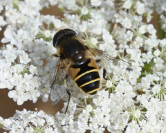 Eristalis hirta