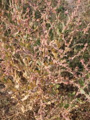 Suaeda calceoliformis