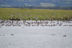 Anser brachyrhynchus