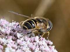 Eristalis hirta