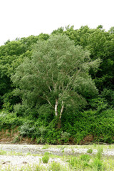 Populus × canescens