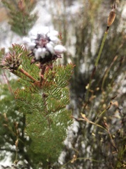 Serruria pedunculata