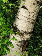 Populus × canescens