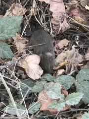 Peromyscus gambelii