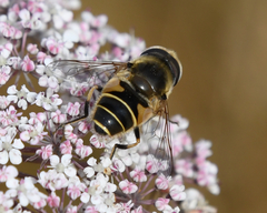 Eristalis hirta
