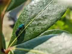 Chrysididae