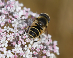 Eristalis hirta