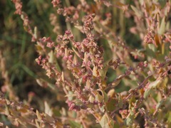 Suaeda calceoliformis