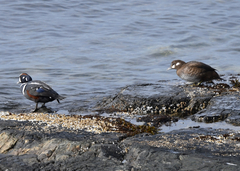 Histrionicus histrionicus