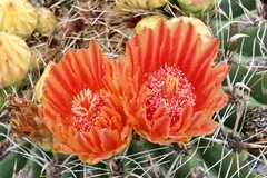 Ferocactus wislizeni
