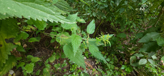 Urtica dioica