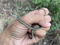 Thamnophis proximus proximus