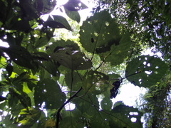 Urera caracasana