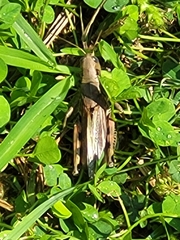 Melanoplus differentialis