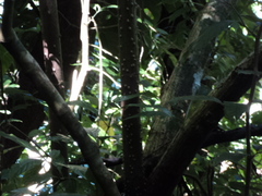 Urera caracasana