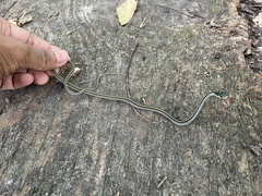 Thamnophis proximus proximus