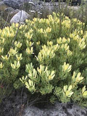 Leucadendron arcuatum