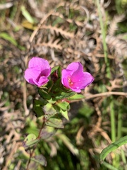 Rhexia petiolata