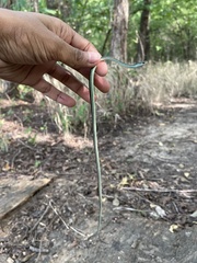 Thamnophis proximus proximus