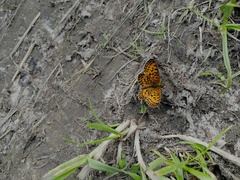Boloria selene
