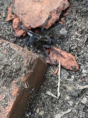 Tigrosa helluo