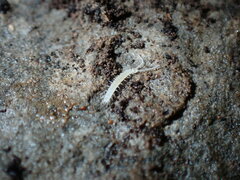Symphyla