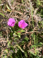 Rhexia petiolata