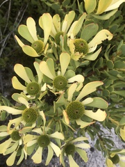 Leucadendron arcuatum